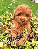 Süße pudel/toy Welpen in 58644