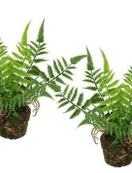 Kunstpflanze Künstlicher Waldfarn im Topf, I.GE.A., Höhe 23 cm, 2er Set Farn Büsche Pflanze Deko Grünpflanze Waldpflanze Zimmerpflanze