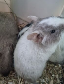 3 Degu Mädchen abzugeben - Hamburg