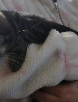 Ayla sucht ein neues Zuhause - Bad Lauchstädt (Goethestadt)