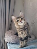Maine Coon Mädels in 78476