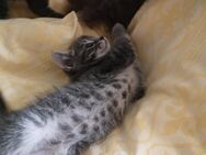 Kätzchen, Katzen, Kitten, aus Glückstadt - Glückstadt
