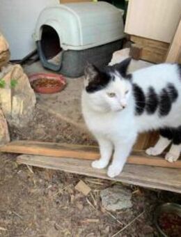 Harley, neugieriger Schmuser, ca. 1J - Vaterstetten