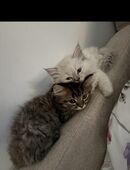 6 Monate alte Geschwister britisch langhaar in 12101