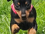 Zwergpinscher Welpe - Bremen Zentrum