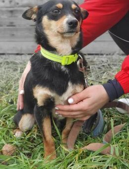 Kleiner BUZZ - in 53129 Bonn - Linden (Hessen)