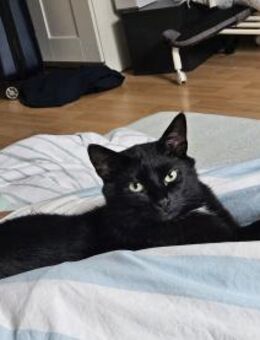 Jupiter hat sein Herrchen verloren / DA - Geisenheim