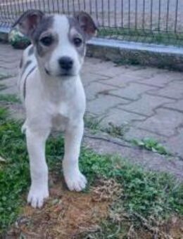 Schenkst du Benji ein Zuhause? - München