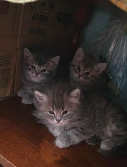 BKH/BLH-KITTEN - Berlin