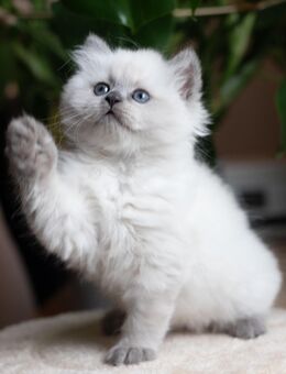 Hübsche BLH kitten zu verkaufen - Berlin
