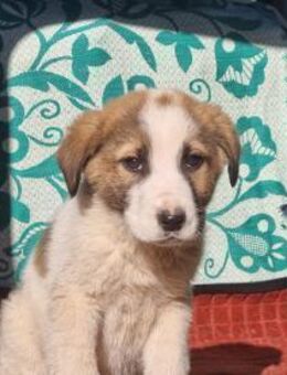 Kimo sucht sein großes Glück - Eixen