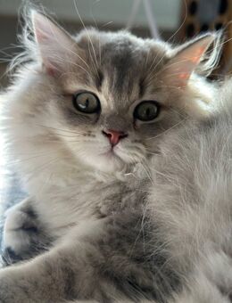 BKH Kater Mayro, 5 Monate alt, mit Stammbaum abzugeben - Leipzig