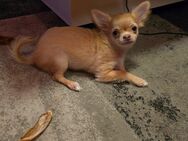 Verkaufe: Ein kleines Mini Chihuahua Weibchen Langhaar (Vollständig Geimpft) - Berlin