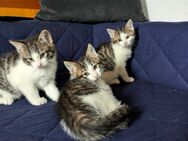 Katzen Babys - Ostrhauderfehn