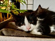 Zuckersüße Maine-Coon-Mix-Kitten - Marburg