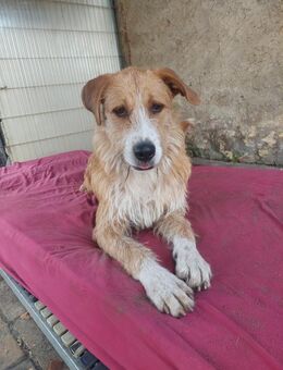 Großes Mädchen sucht großes Glück - Cottbus