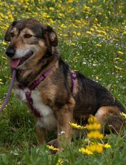 Emily hat viel durchgemacht - Brunstorf