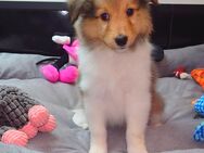 Sheltie Sheltie Welpen mit Stammbaum suchen ein neues Zuhause - Emstek