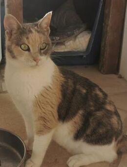 Die schöne Bella sucht ein Zuhause! - Bergkirchen