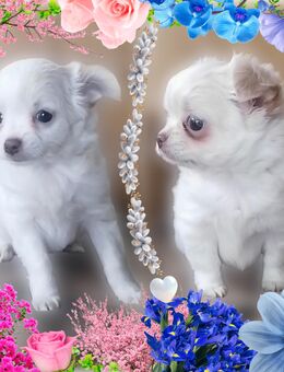 Chihuahua Welpen reinrassig, langhaar - Dobbertin