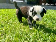 Französische Bulldoggen Mix - Ulrichstein