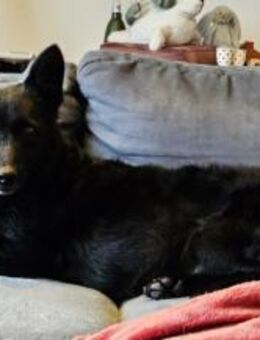 Cora mag erlebnisreiche Spaziergänge - Schafflund