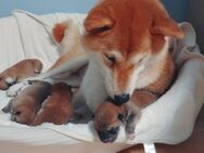 Wunderschöne Shiba Inu Welpen suchen ein liebevolles Zuhause! - Elmshorn