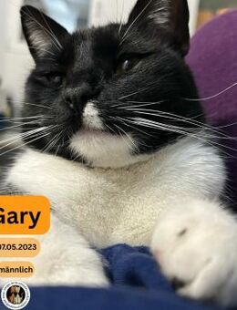 GARY, m., kastr. EHK (schwarz-weiß) - Sipplingen