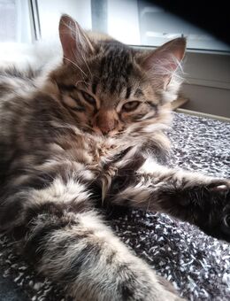 2 Glückskater suchen ein neues liebevolles Zuhauseater suchen ein neues liebevolles Zuhause - Düsseldorf