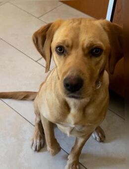 Lucy - sucht neues Zuhause mit ❤️❤️❤️ - Grevenbroich