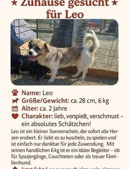 ✨ Leo ein kleiner Sonnenschein - Ludwigshafen (Rhein)