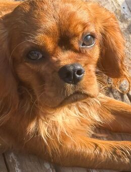 Cavalier King Charles Rüde 10 Mon. - Annweiler (Trifels)
