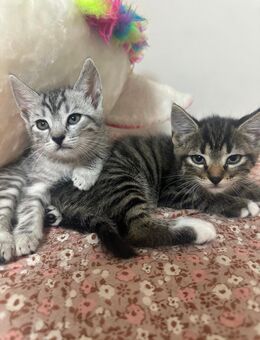 Babykatze - Gelsenkirchen Buer