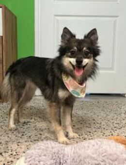 Karla - vorsichtige Hundedame wartet - Chemnitz