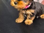 Yorkshire Terrier mini Welpen antialergiker - Altomünster