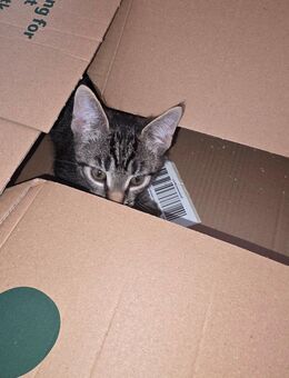 Katzen Baby abzugeben - Doberschau-Gaußig