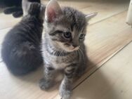 BKH / EKH Mischlingskätzchen - Handaufzucht - Kitten - Stubenrein - Stuttgart