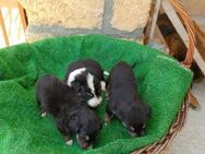 Leni, Nala und Mio warten im Tierheim - Köln