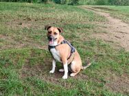 Amy Australian Sheperd Mischling - Beckingen