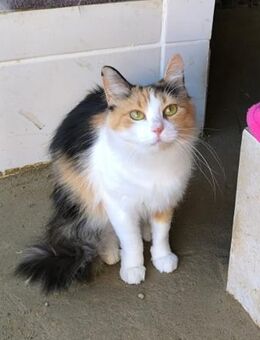 Juanita - bezaubernde Glückskatze - Walluf