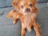 Reinrassiger Chihuahua Rüde 3,5Jahre alt - Castrop-Rauxel