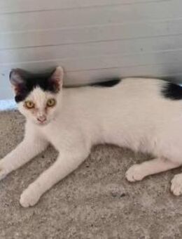 Leclair, sanfter Träumer, ca. 7 Monate - Vaterstetten