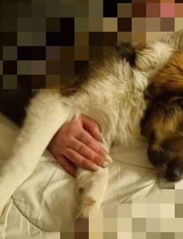 Yuji 11 Monate, Bordercollie mix - Hennef (Sieg) Zentrum