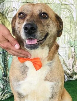 ANDA, ruhig, lieb, verschmust - Alfeld