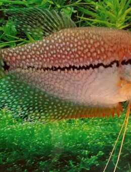 Fadenfisch mosaik - Hohenroth