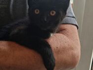 2 bildhübsche, schwarze Kitten bereit für ein neues Zuhause - Erftstadt