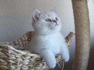 BKH Kitten (m., 4x) auszugsbereit ab dem 01.06. - Gießen Zentrum