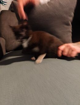 Kleiner max - Herzogenrath