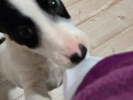 2 Fox Terrier Welpen suchen noch ! - Bernburg (Saale) Zentrum