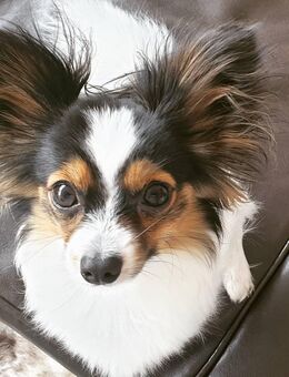 Weiblicher Papillon-Welpe - Bremerhaven